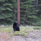 Bears
 / Медведи